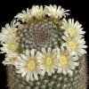 Mammillaria_grusonii